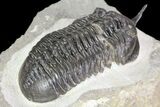 Morocconites Trilobite Fossil - Morocco #85550-5